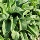 10 TRUE COMFREY Comphrey Symphytum Officinale Herb Seeds Purple Flowers