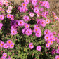 25 Table Mountain ICE PLANT Magenta Fuchsia Delosperma Cooperi Hardy Pink Carpet Flower Seeds