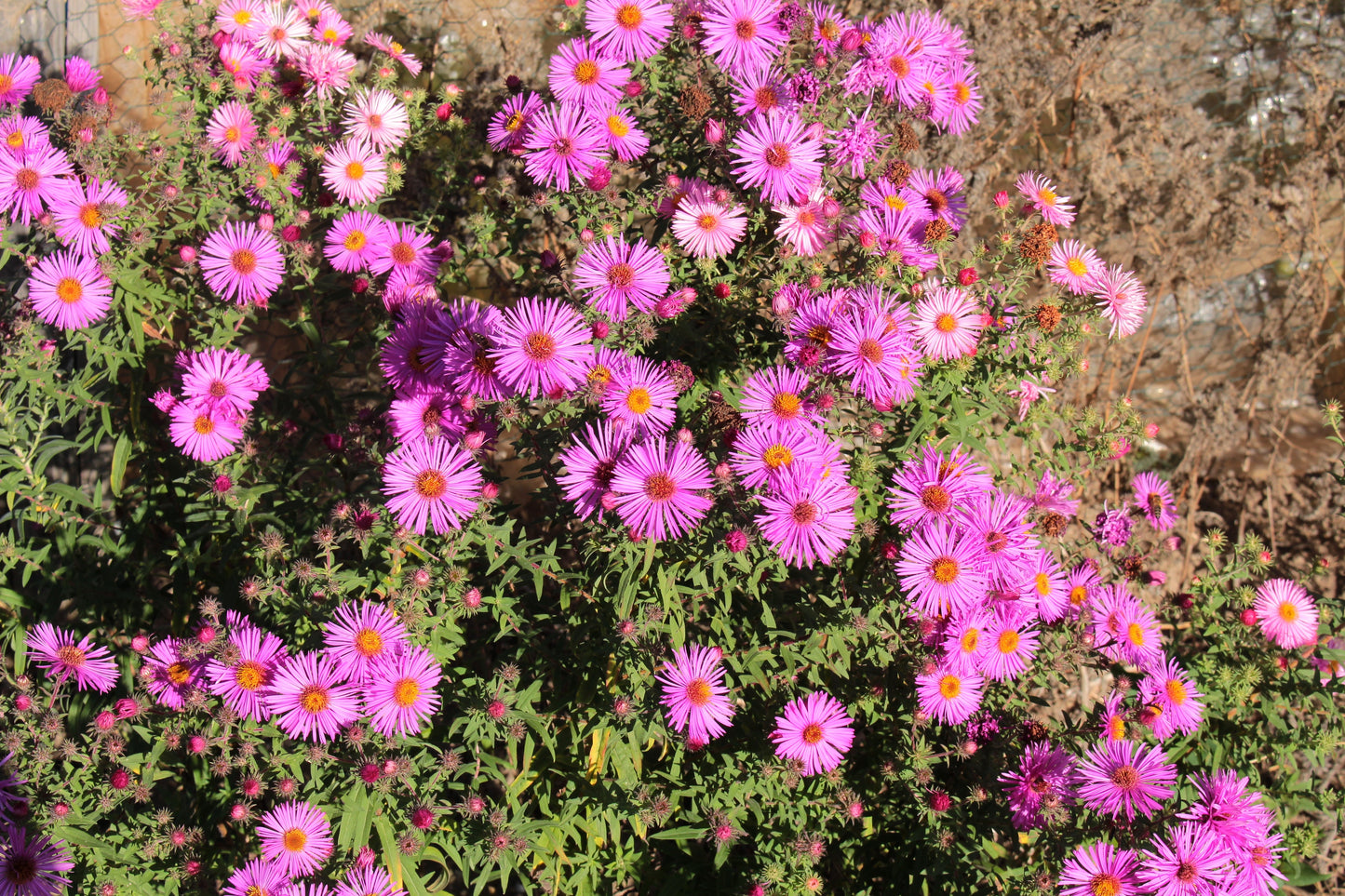 25 Table Mountain ICE PLANT Magenta Fuchsia Delosperma Cooperi Hardy Pink Carpet Flower Seeds