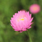 100 MIXED DOUBLE ACROCLINIUM Paper Daisy Helipterum Roseum Rhodanthe Flower Seeds