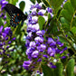10 TEXAS Mountain LAUREL Sophora Secundiflora Mescal Tree Purple Flower Seeds