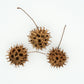 50 AMERICAN SWEETGUM Liquidambar Styraciflua Storax Alligator Sweet Gum Tree Seeds - Great Fall Color! Red Yellow Orange Purple