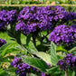 50 Blue MARINE HELIOTROPE Heliotropium Arborescens Flower Seeds
