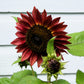 25 Red VELVET QUEEN SUNFLOWER Helianthus Annuus Flower Seeds