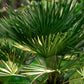 5 MEDITERRANEAN FAN PALM European Dwarf Tree Shrub Chamaerops Humilis Seeds