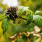 20 SIBERIAN GINSENG Eleutherococcus Senticosus Ci Wu Jia Herb Shrub Seeds