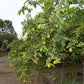 20 GUAVA FRUIT Tree Shrub Psidium Guajava White Flowers Fruit Seeds