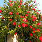 40 CRIMSON BOTTLEBRUSH Callistemon Citrinus Flowering Shrub Bush Small Tree Seeds