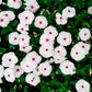 100 BRIGHT EYES PERIWINKLE Vinca Rosea Dwarf White & Pink Flower Seeds