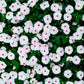 100 BRIGHT EYES PERIWINKLE Vinca Rosea Dwarf White & Pink Flower Seeds