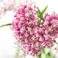 75 RED SWAMP MILKWEED Asclepias Incarnata Flower Seeds