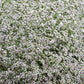 30 GERMAN STATICE White Sea Lavender Goniolimon Tataricum Limonium Flower Seeds