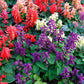 100 MIXED COLORS SALVIA Splendens Red Purple White Pink Sage Flower Seeds