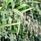 100 NORTHERN SEA OATS Grass Inland Chasmanthium Seeds