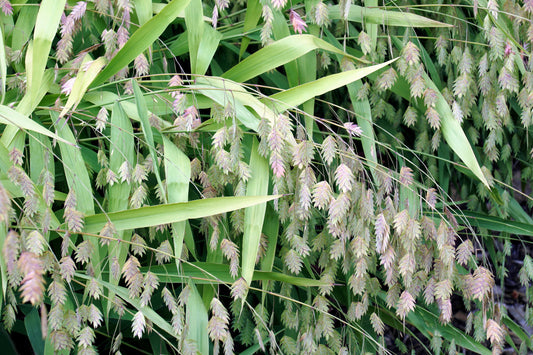 100 NORTHERN SEA OATS Grass Inland Chasmanthium Seeds