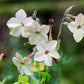 100 Organic WHITE NICOTIANA Flowering TOBACCO Nicotiana Alata Seeds