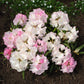 50 MIXED HYBRIDS RHODODENDRON spp. Mixed Colors - Red, Pink, Purple, White, Yellow, Orange Flower Sun or Shade Bush Shrub Seeds