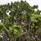 50 WEEPING FIG Ficus Benjamina Benjamin Indian Rubber Tree Houseplant Seeds