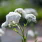 150 PEARL YARROW White Double Achillea Ptarmica Herb Flower Seeds