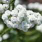 150 PEARL YARROW White Double Achillea Ptarmica Herb Flower Seeds