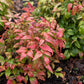 15 DWARF SACRED BAMBOO Heavenly Nandina Domestica Nana Pink Red Sun Shade Shrub Seeds