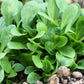 500 Dutch CORN SALAD Lambs Lettuce Valerianella Locusta Herb Vegetable Seeds