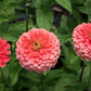 250 SALMON QUEEN ZINNIA Elegans California Giant Double Flower Seeds