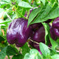 75 PURPLE BEAUTY PEPPER ( Sweet Mild Bell ) Capsicum Annuum Vegetable Seeds