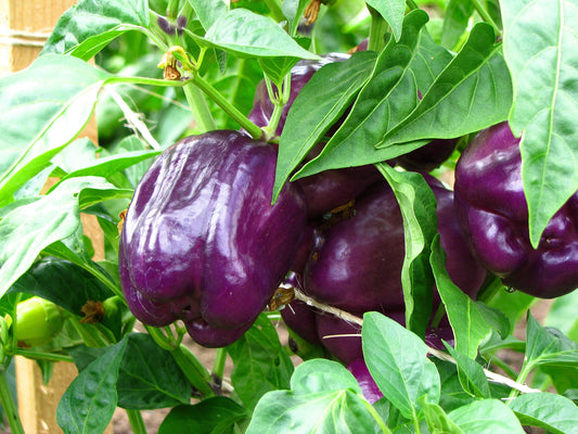 75 PURPLE BEAUTY PEPPER ( Sweet Mild Bell ) Capsicum Annuum Vegetable Seeds