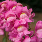 2000 PINK SNAPDRAGON Antirrhinum Majus Flower Seeds