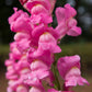 2000 PINK SNAPDRAGON Antirrhinum Majus Flower Seeds