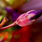 500 MIXED ELEGANT CLARKIA Mountain Garland Elegans Pink Purple Red Mix Flower Seeds