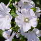 200 ROSE MALLOW MIX (Bush Mallow) Hibiscus Lavatera Trimestris Flower Seeds