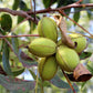 5 HARDY PECAN Tree Carya Illinoinensis King Nut Native Fruit Tree Seeds