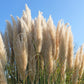 200 WHITE PAMPAS GRASS Cortaderia Selloana Ornamental Flower Seeds