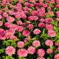 250 LUMINOSA PINK ZINNIA Elegans Flower Seeds