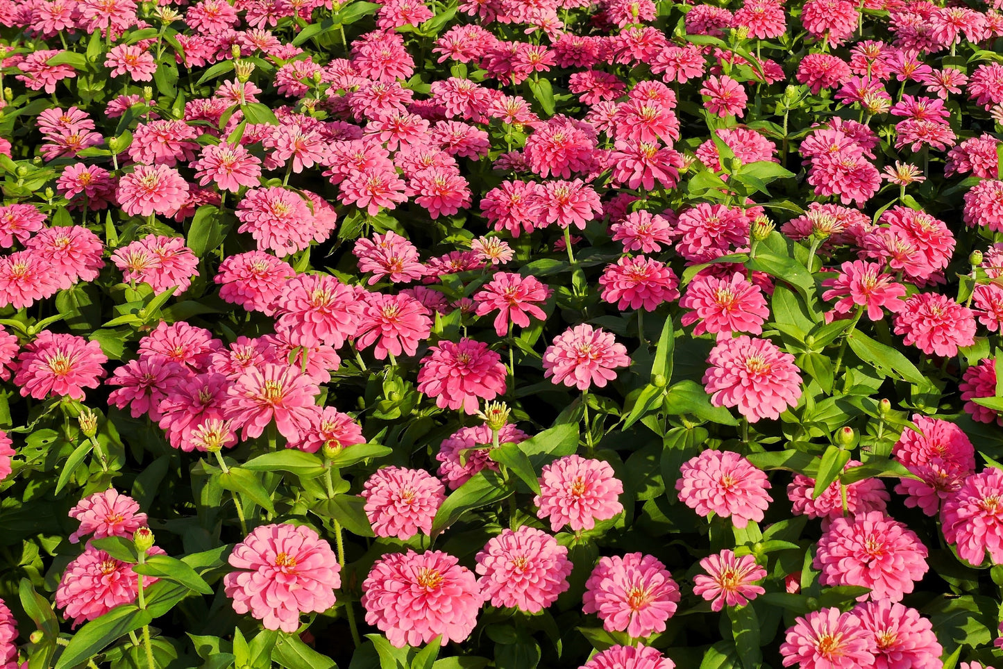 250 LUMINOSA PINK ZINNIA Elegans Flower Seeds