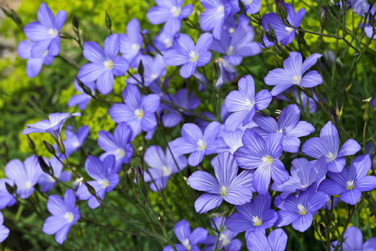 100 BLUE FLAX (Prairie Flax / Lewis Blue Flax) Linum Perenne Lewisii Flower Seeds