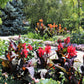 5 MIXED CANNA LILY Generalis Mix Colors Red Yellow Hummingbird Flower Seeds