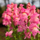 2000 PINK SNAPDRAGON Antirrhinum Majus Flower Seeds