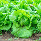 3000 ICEBERG HEAD LETTUCE Lactuca Sativa Vegetable Seeds