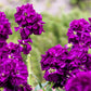 50 MIXED COLORS STOCK Matthiola Incana Ten-Week Gillyflower Blue White Pink Red Purple Seeds