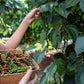 25 BLACK PEPPERCORN Black Pepper Piper Nigrum Spice Vine Seeds