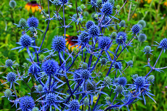 25 BLUE Star SEA HOLLY Eryngium Alpinum Flower Seeds
