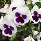 50 WHITE & PURPLE PANSY Swiss Giant Violet Viola Wittrockiana Flower Seeds