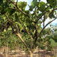 10 TAMARILLO / TREE TOMATO Cyphomandra Betacea Solanum Fruit Tree Seeds