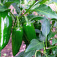 400 HOT JALAPENO PEPPER Capsicum Annuum Mexican Chili Vegetable Seeds