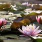 3 Organic Mixed Colors LOTUS Nelumbo Nucifera Pond Water Lily Lilypad Blue Red Flower Large Seeds