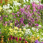 2000 BABY SNAPDRAGON Toadflax Linaria Maroccana Flower Seeds