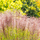 10 RED MAIDEN GRASS Miscanthus Sinensis Plumes Ornamental Flower Seeds